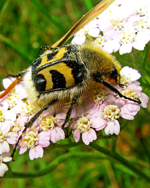 Trichius fasciatus, Cetoniidae